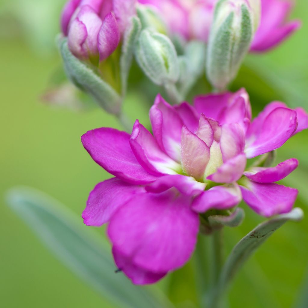 Matthiola incana