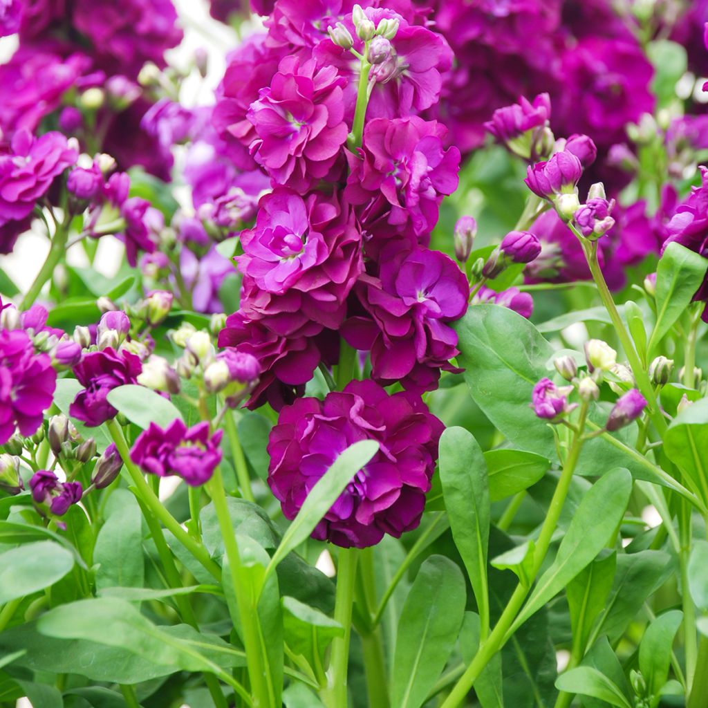 Matthiola incana