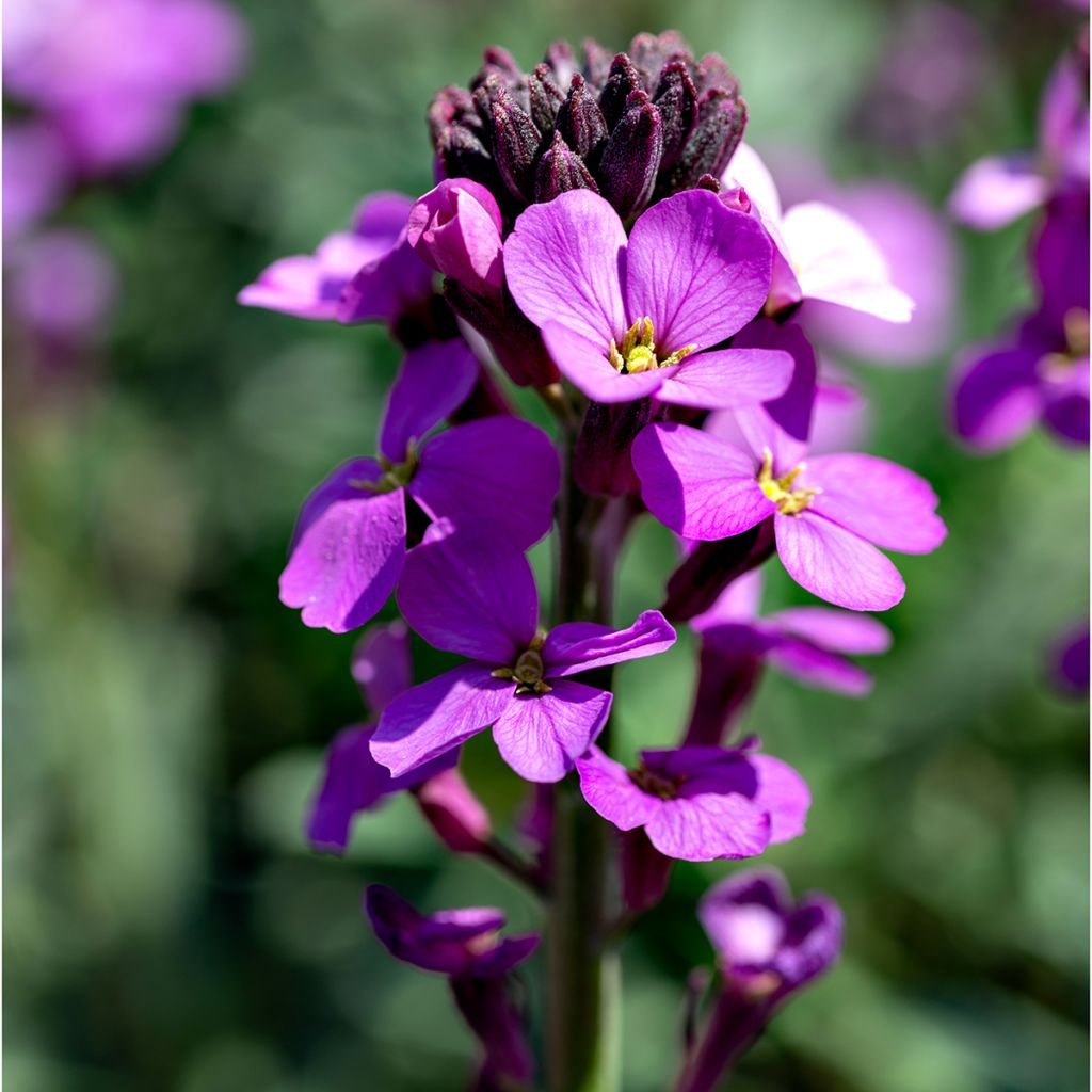 Erysimum Poem Lavender - Wallflower