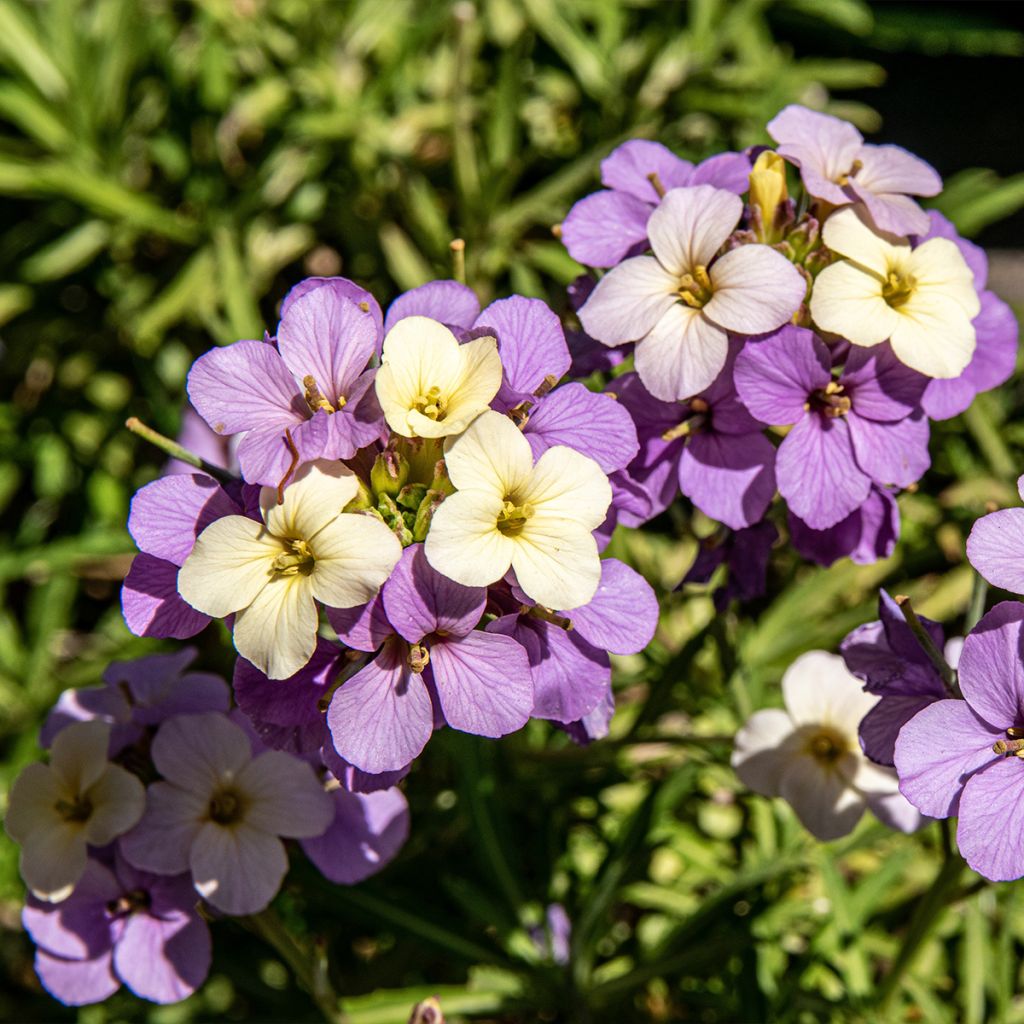 Erysimum POEM Lilac - Wallflower