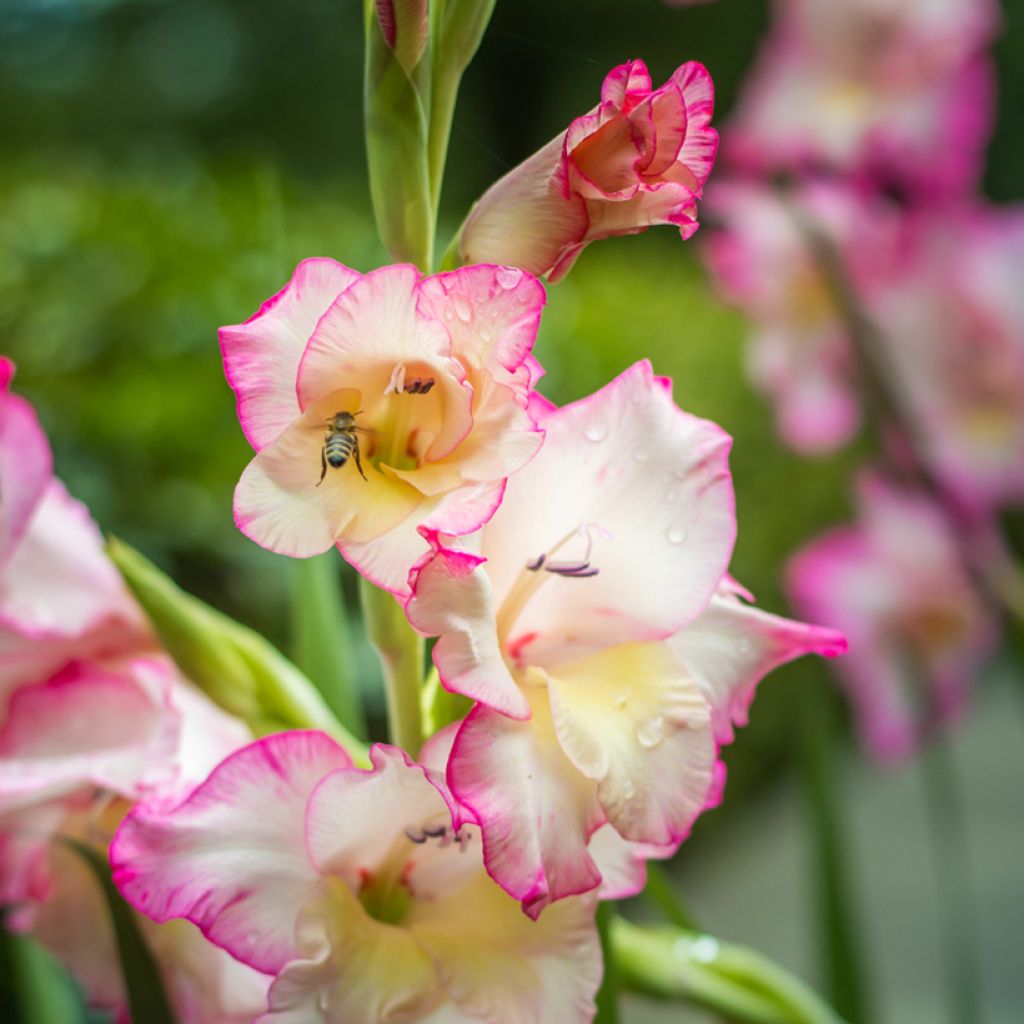 Gladiolus grandiflorus Priscilla - Sword Lily