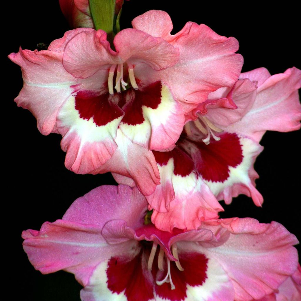 Gladiolus Wine and Roses - Sword Lily