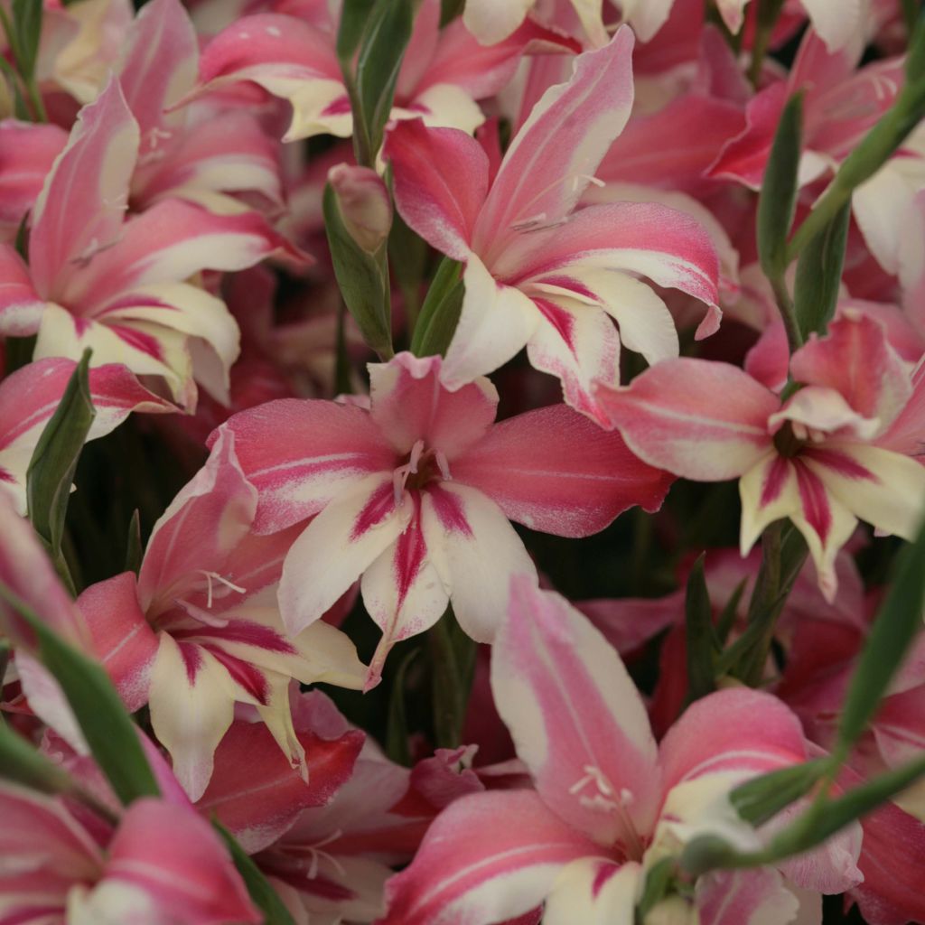 Glaïeul ou Gladiolus colvillei Galaxian