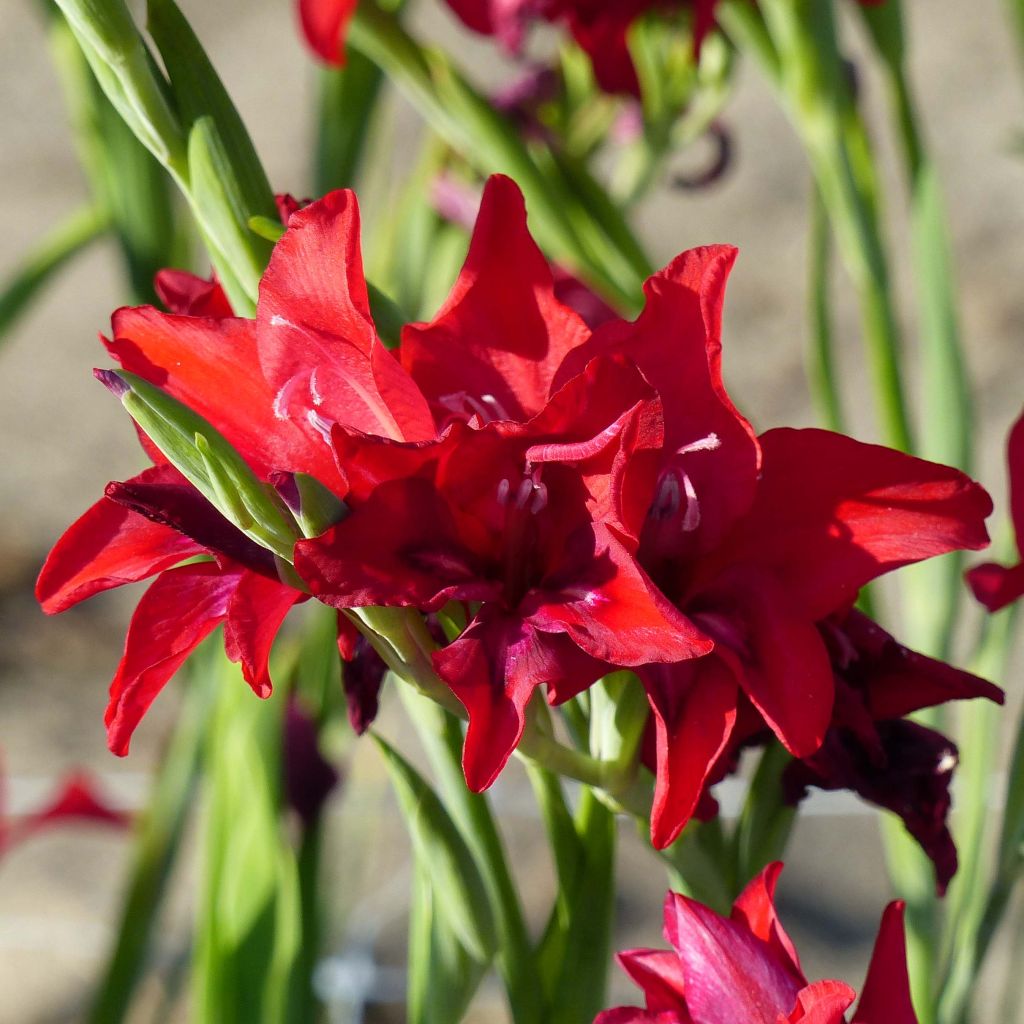 Glaïeul - Gladiolus Colvillei Robinetta