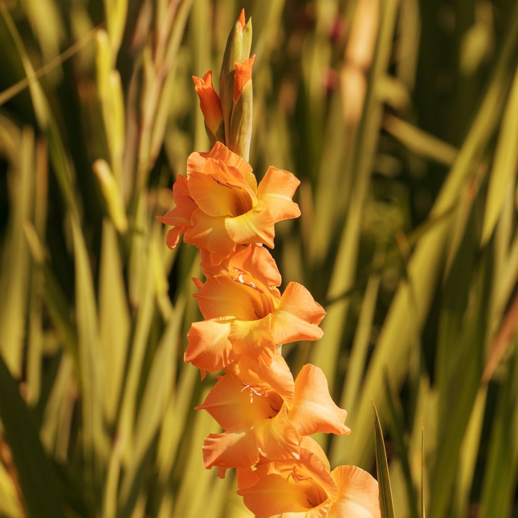 Glaïeul ou Gladiolus Conca d'Oro