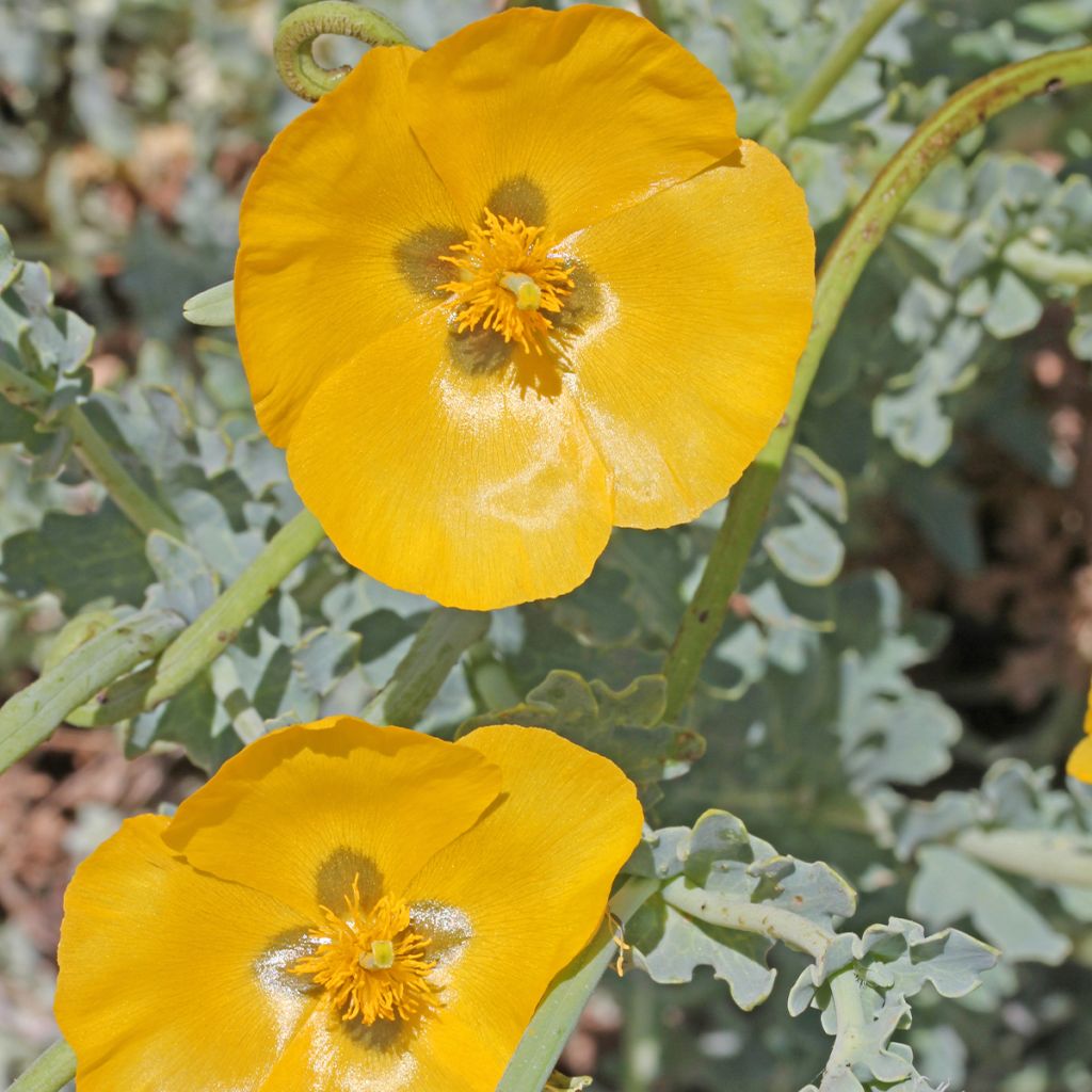 Glaucium flavum