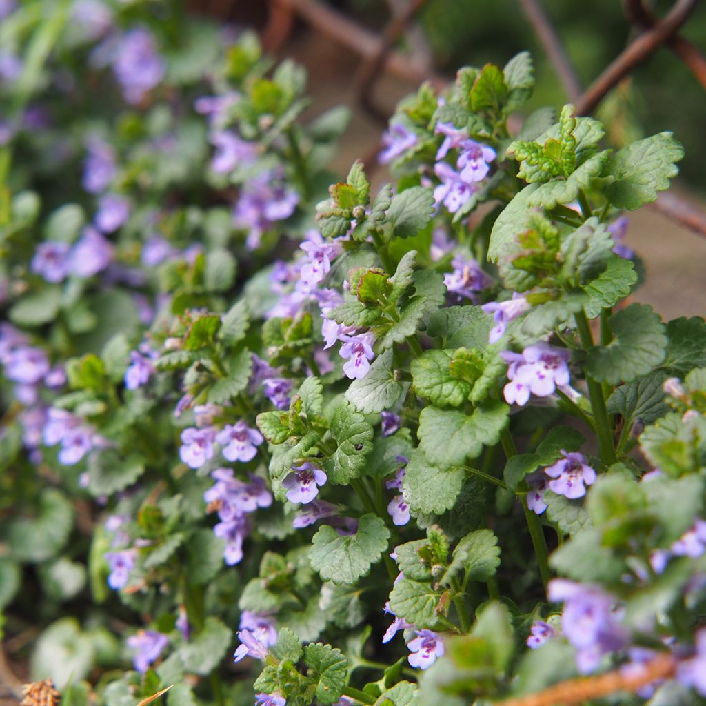 Glechoma hederacea - Ground Ivy