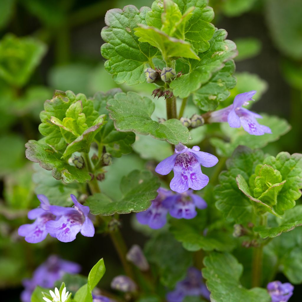 Glechoma hederacea - Ground Ivy