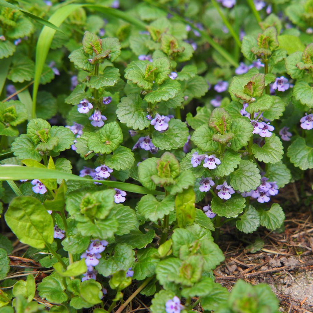 Glechoma hederacea - Ground Ivy