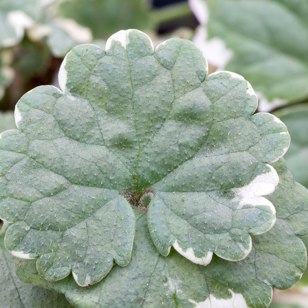 Glechoma hederacea Variegata - Variegated Ground Ivy