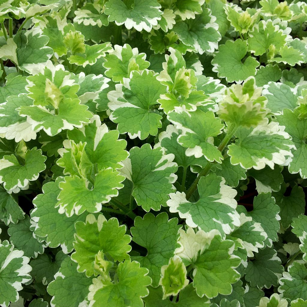 Glechoma hederacea Variegata - Variegated Ground Ivy