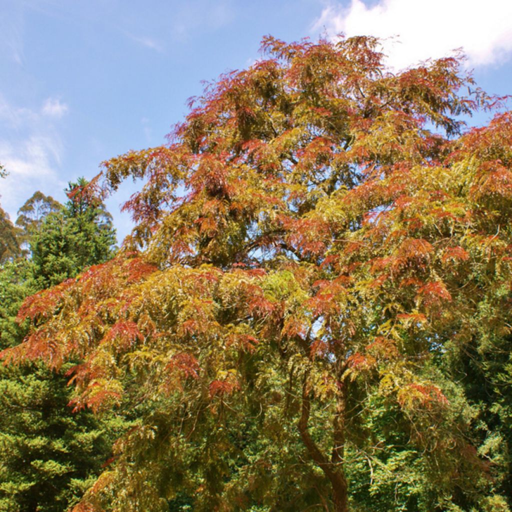 Févier d'Amérique pourpre - Gleditsia triacanthos Rubylace