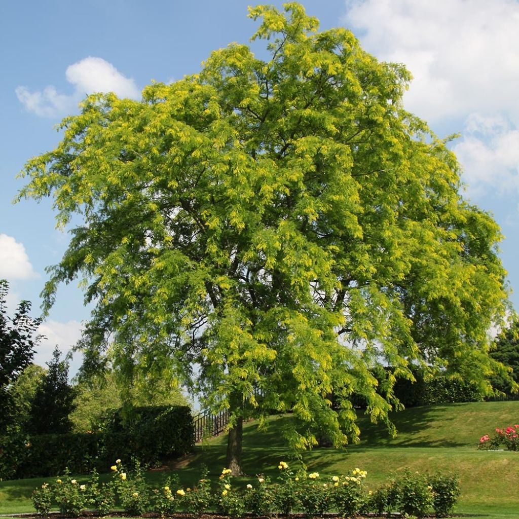 Gleditsia triacanthos Shademaster - Févier d'Amérique