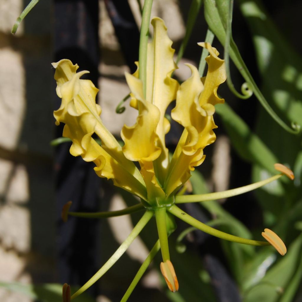 Gloriosa lutea - Lis glorieux jaune