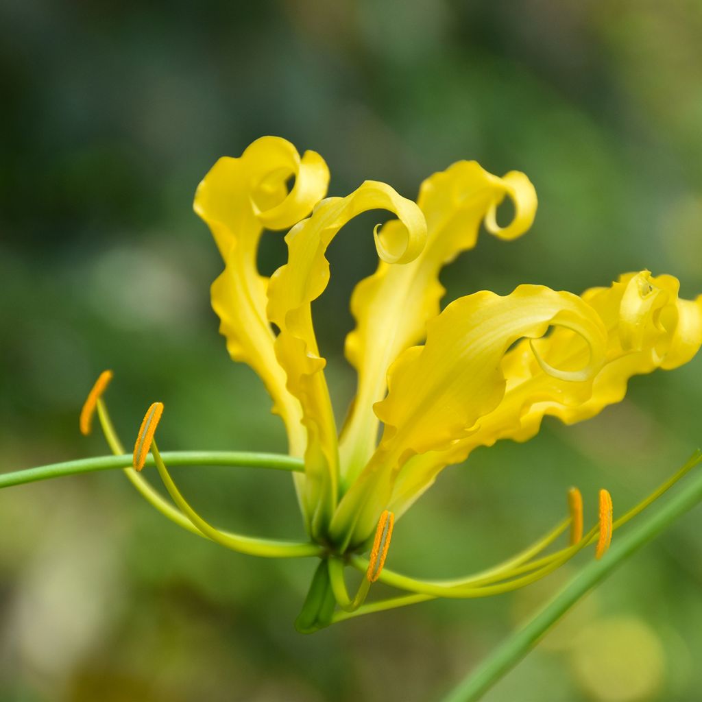 Gloriosa lutea - Glory Lily