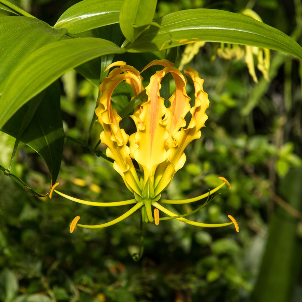 Gloriosa lutea - Glory Lily