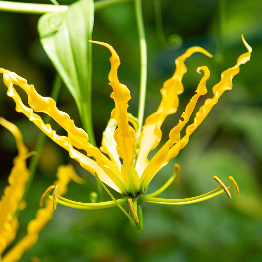 Gloriosa lutea - Glory Lily