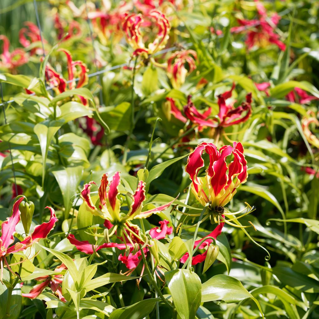 Gloriosa superba Rothschildiana - Glory Lily