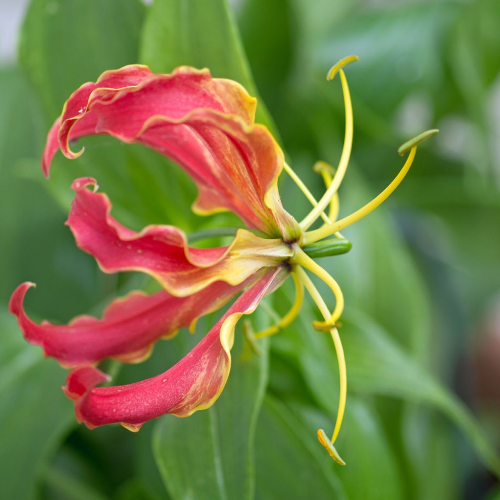 Gloriosa superba Rothschildiana - Glory Lily