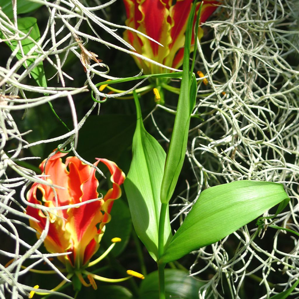 Gloriosa superba Rothschildiana - Glory Lily