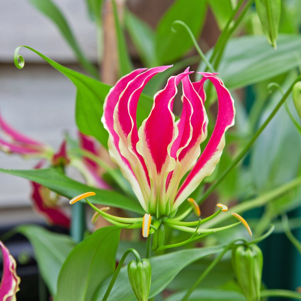 Gloriosa superba Rothschildiana - Glory Lily