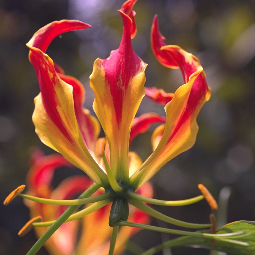 Gloriosa superba Rothschildiana - Glory Lily