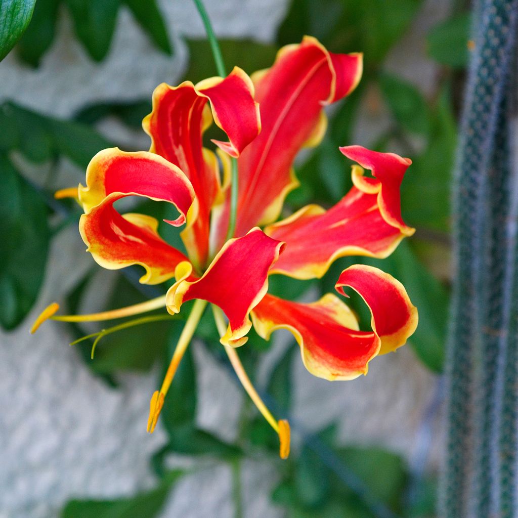 Gloriosa superba Rothschildiana - Glory Lily