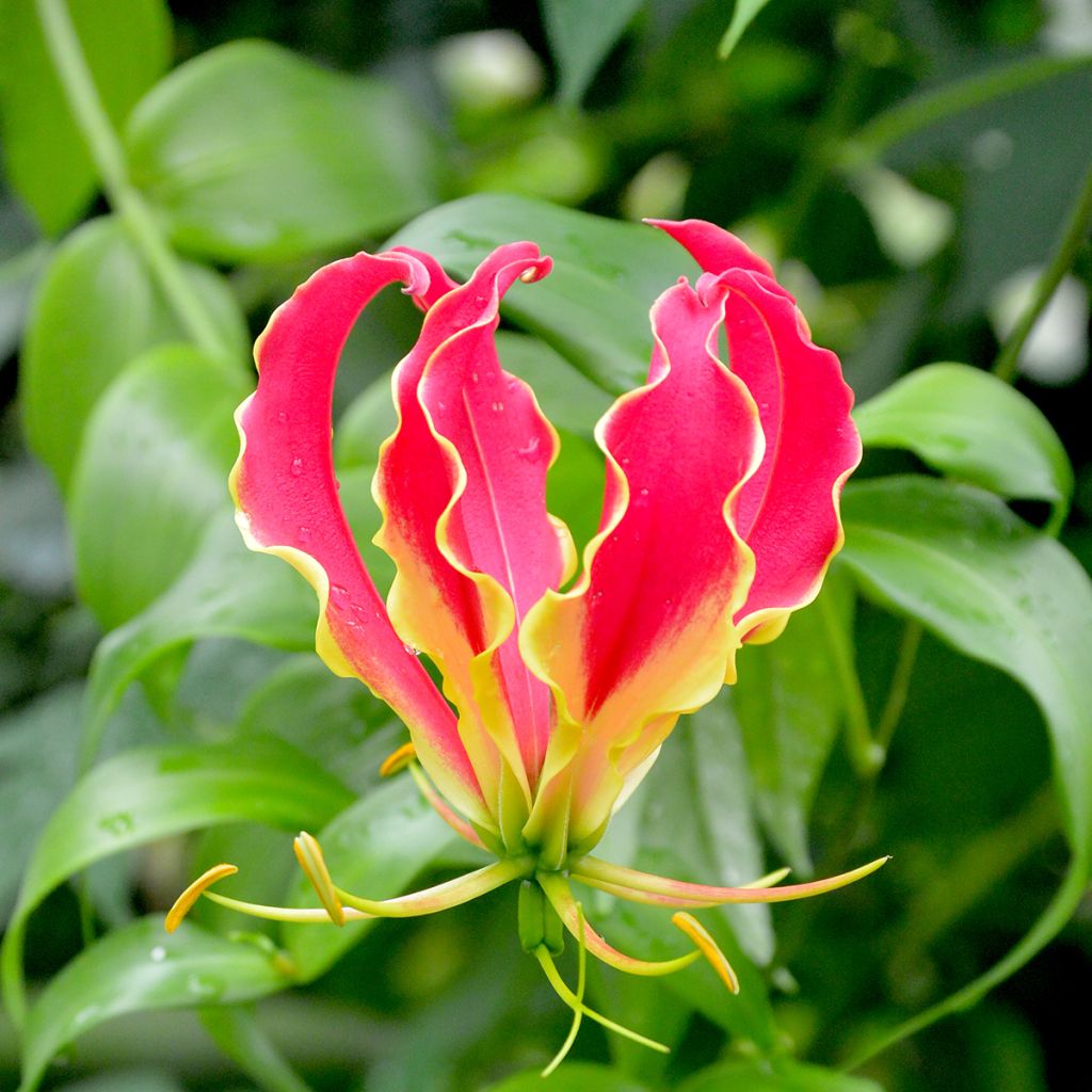 Gloriosa superba Rothschildiana - Glory Lily