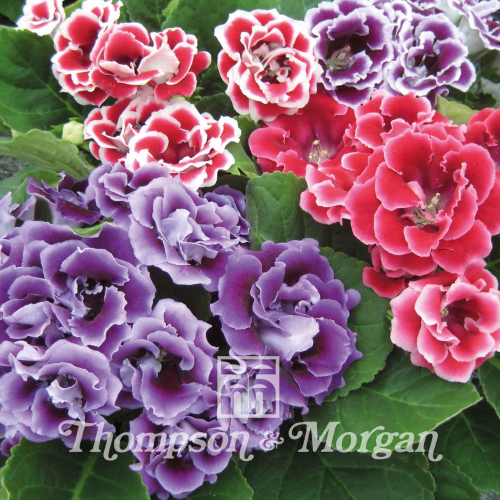 Gloxinia Brocade Double Mixed F1 Hybrid 