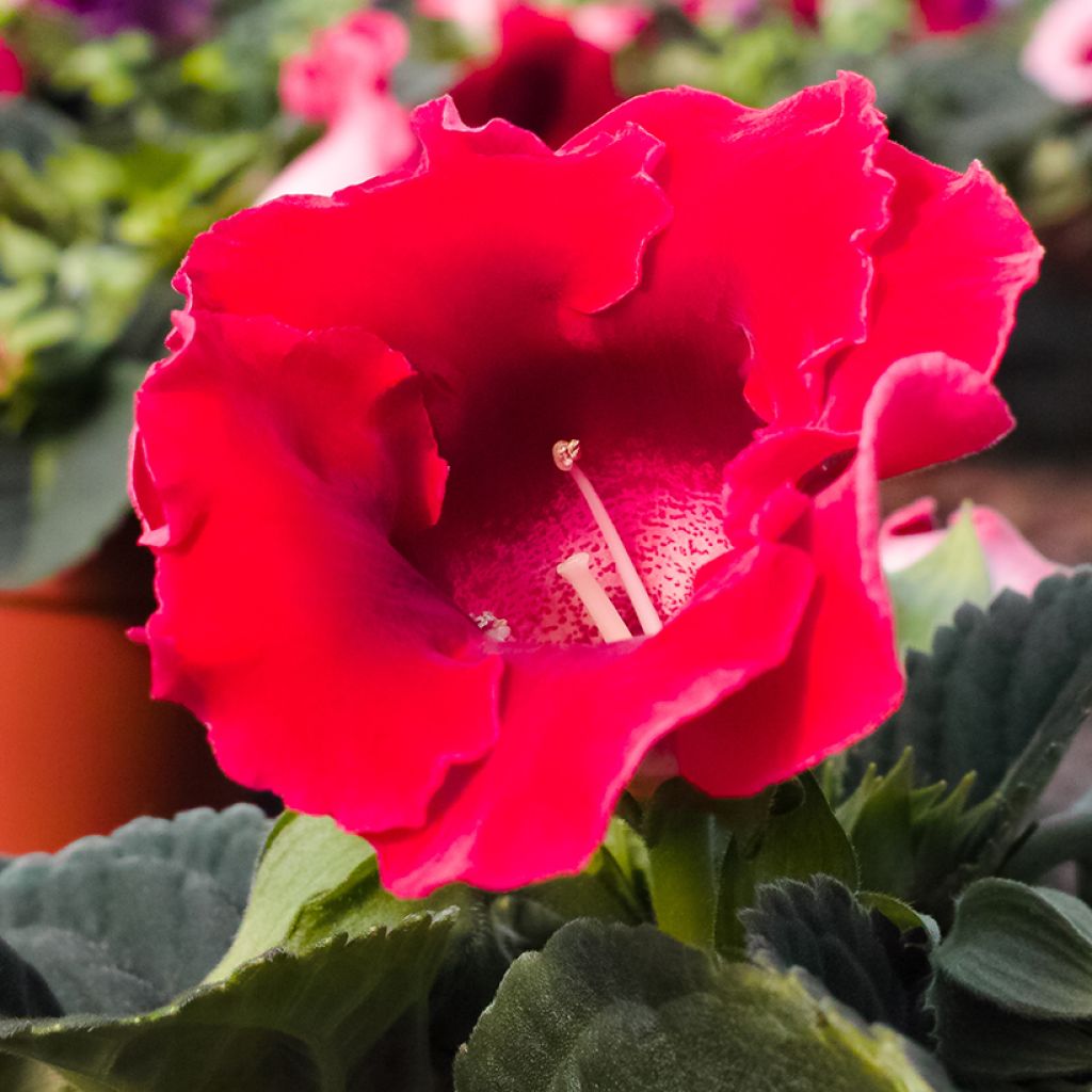 Gloxinia speciosa Etoile de Feu