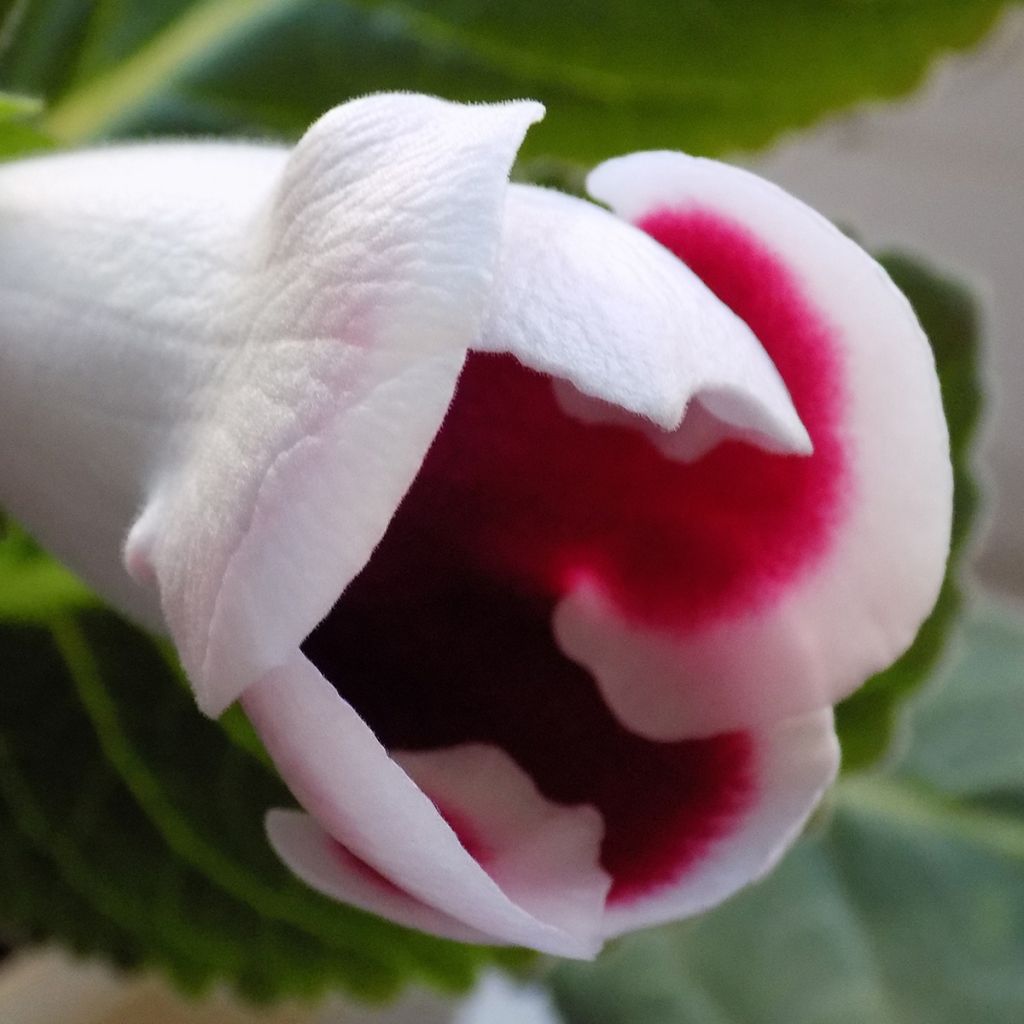 Gloxinia speciosa Kaiser Friedrich