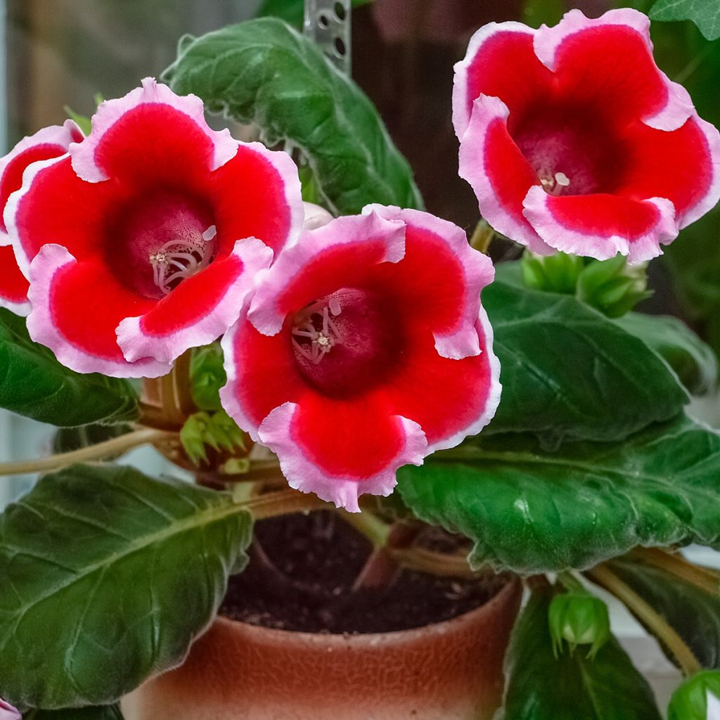 Gloxinia speciosa Kaiser Friedrich