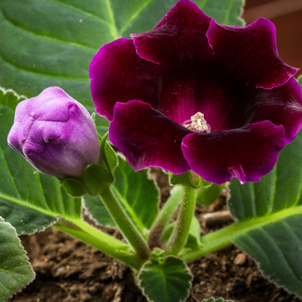 Gloxinia speciosa Violacea