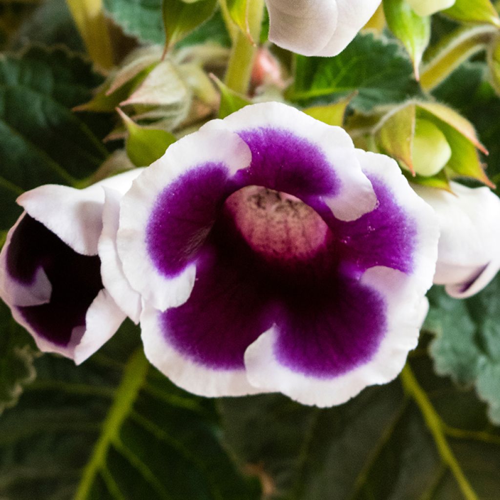 Gloxinia speciosa Kaiser Wilhelm