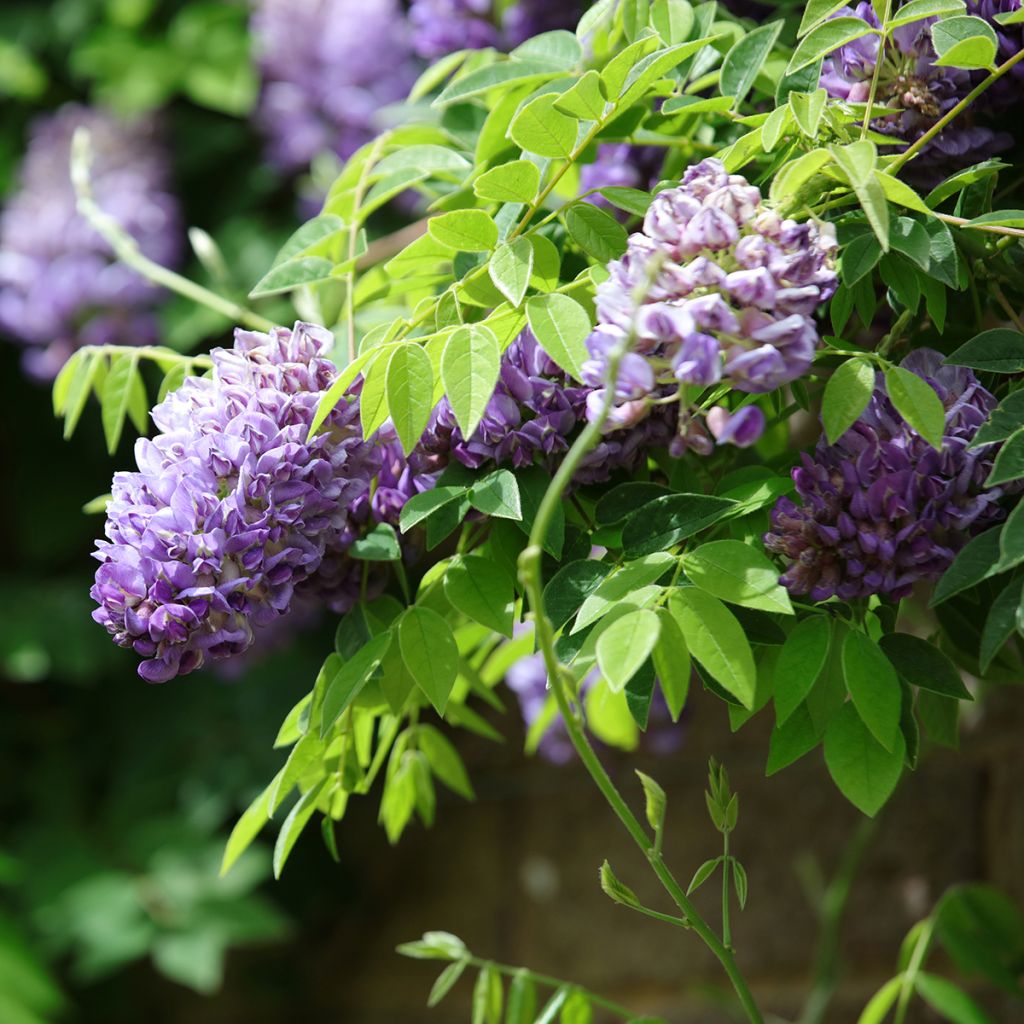 Wisteria frutescens Longwood Purple