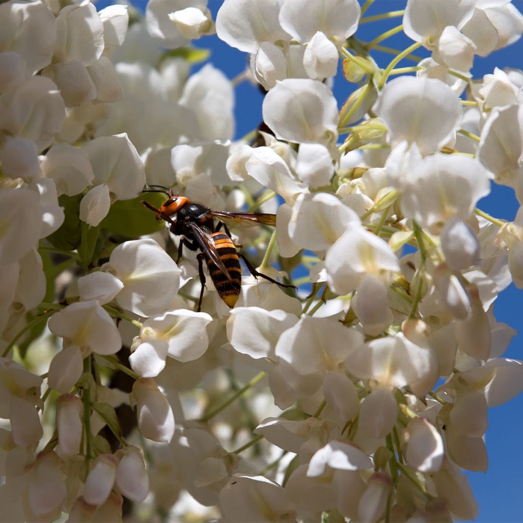 Glycine - Wisteria macrostachya Clara Mack