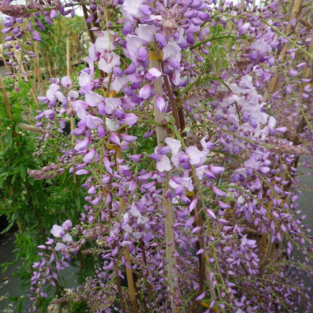 Glycine de Chine Caroline - Wisteria sinensis