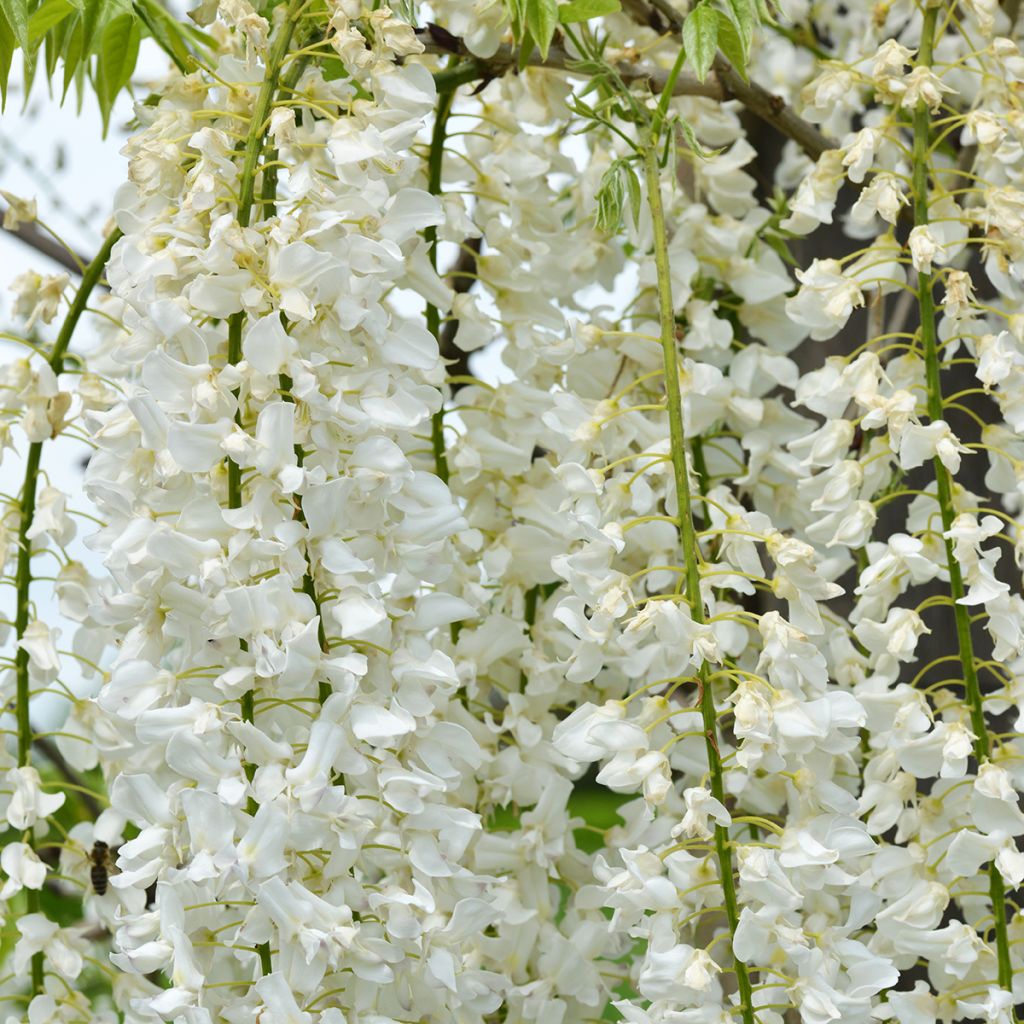 Wisteria floribunda Shiro-noda