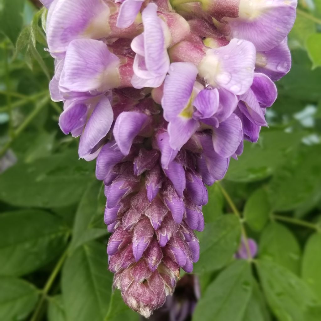 Glycine frutescens - Wisteria frutescens