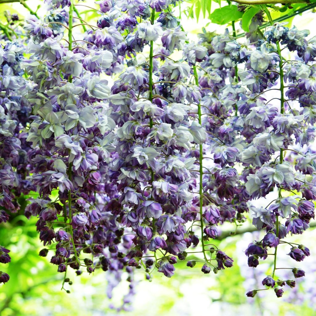 Glycine japonaise - Wisteria floribunda Ed S Blue