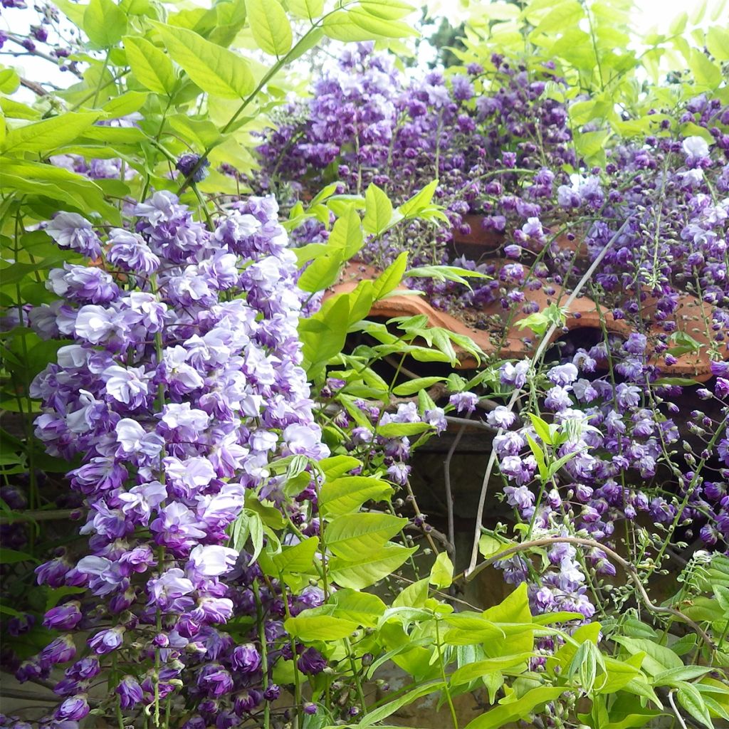 Glycine japonaise - Wisteria floribunda Ed S Blue