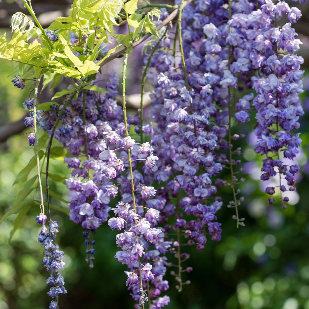 Glycine japonaise - Wisteria floribunda Ed S Blue