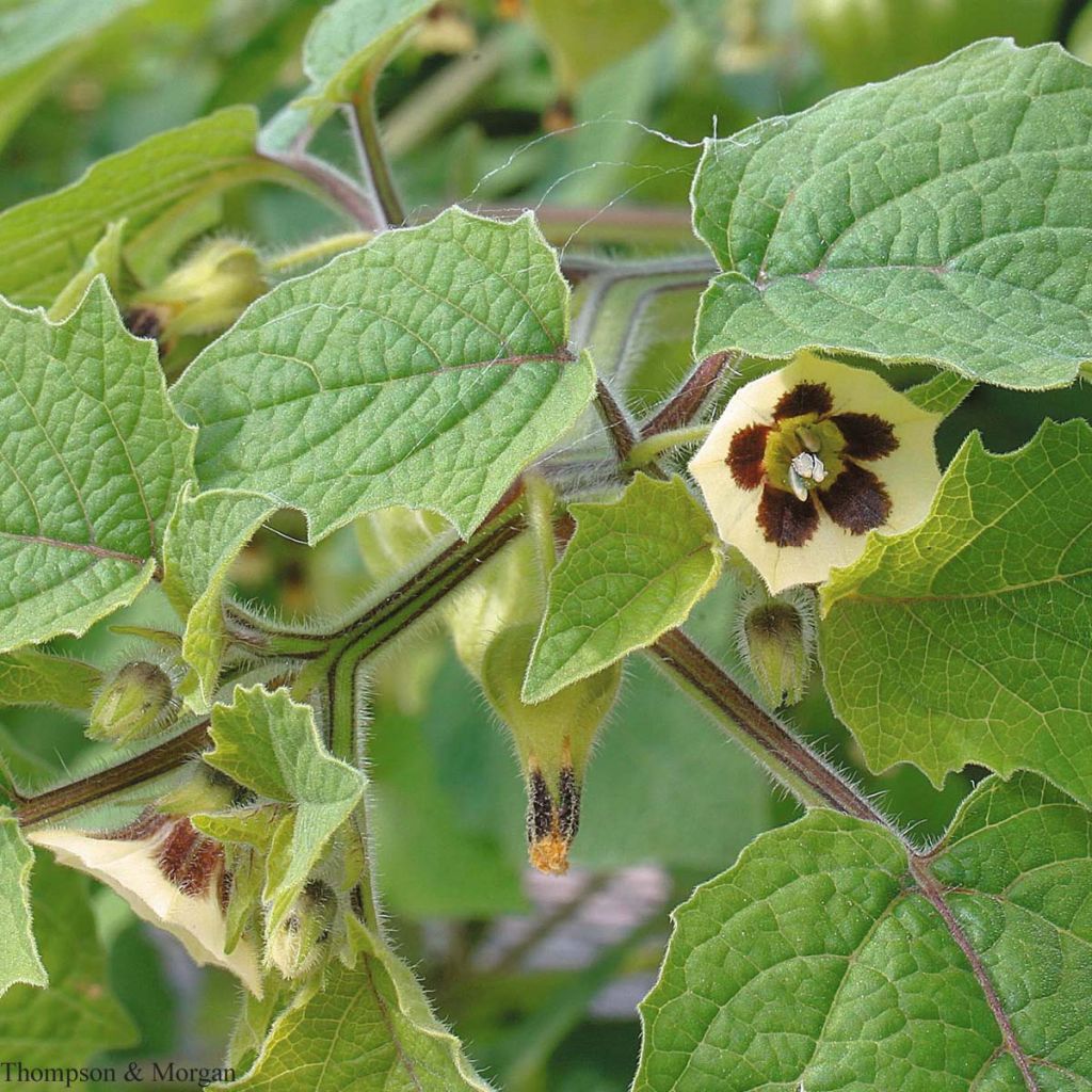 Graines de Golden Berry Little Lanterns - Coqueret du Pérou