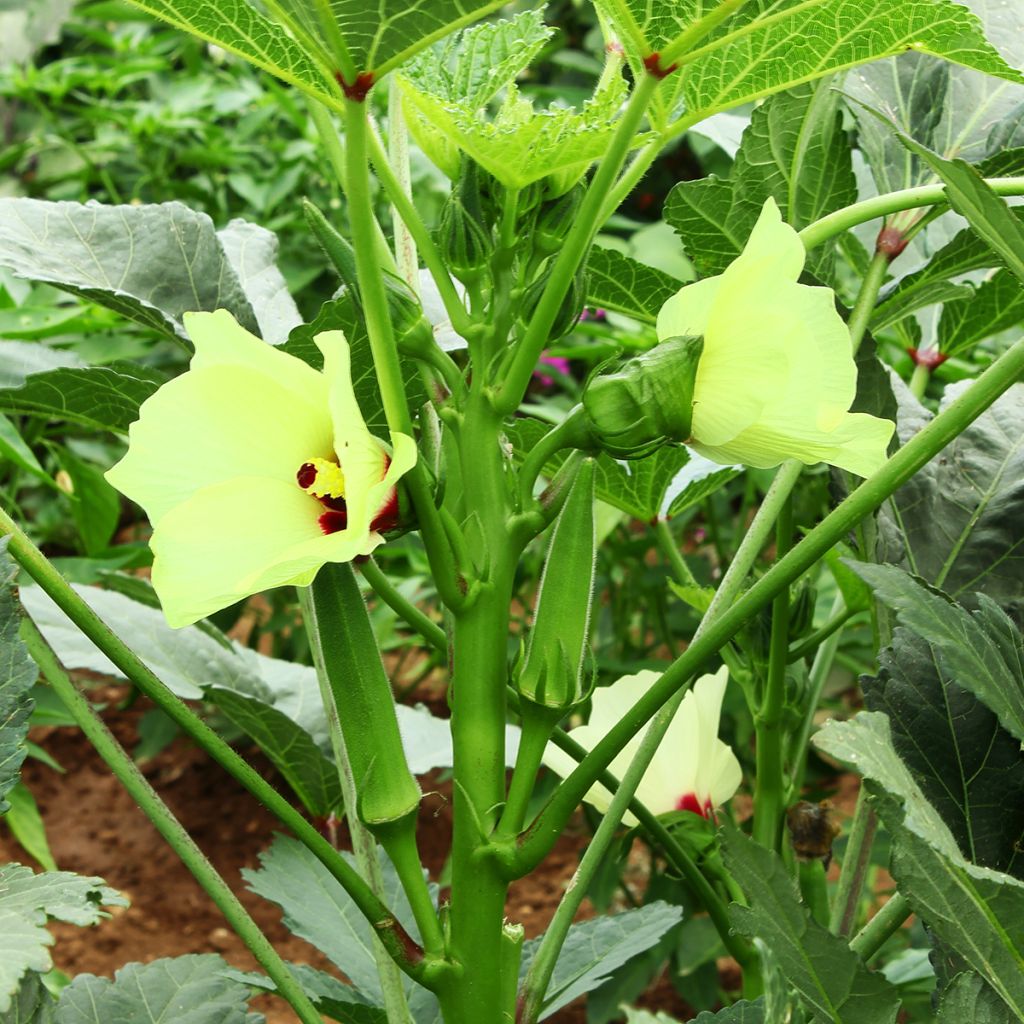 Gombo Okra - Abelmoschus esculentus