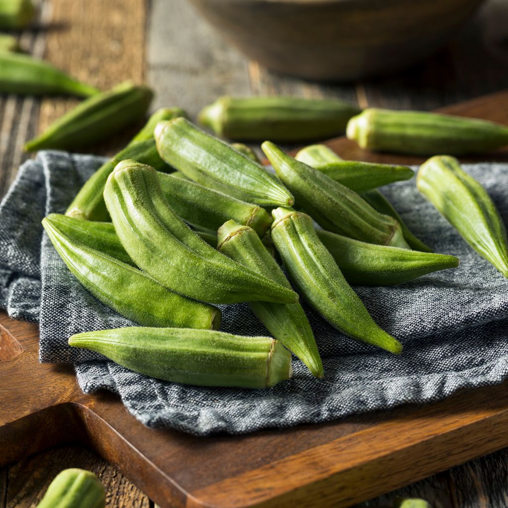 Gombo Okra - Abelmoschus esculentus