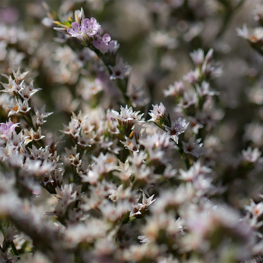 Goniolimon tataricum - Limonium - Statice vivace