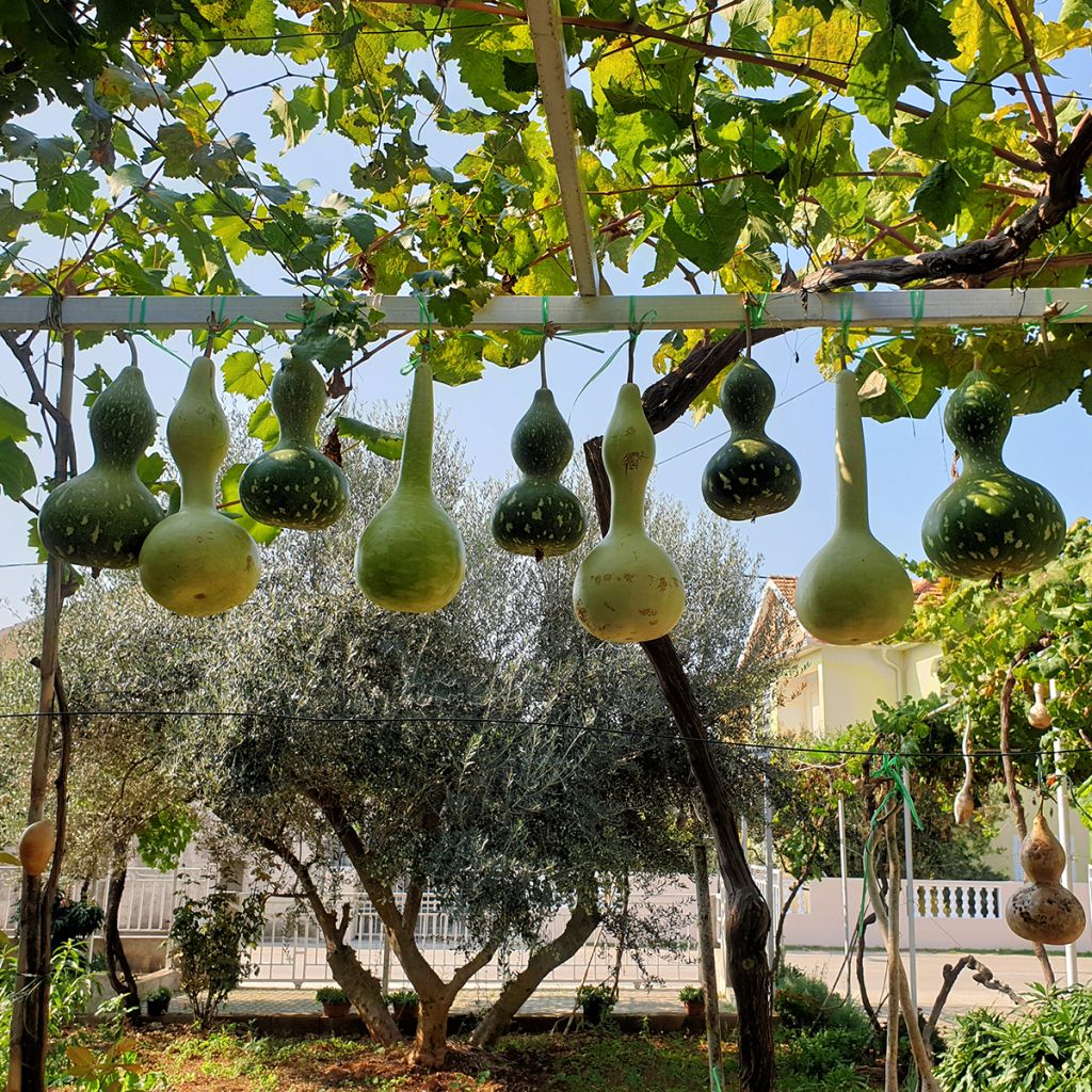 Lagenaria siceraria Pélerine