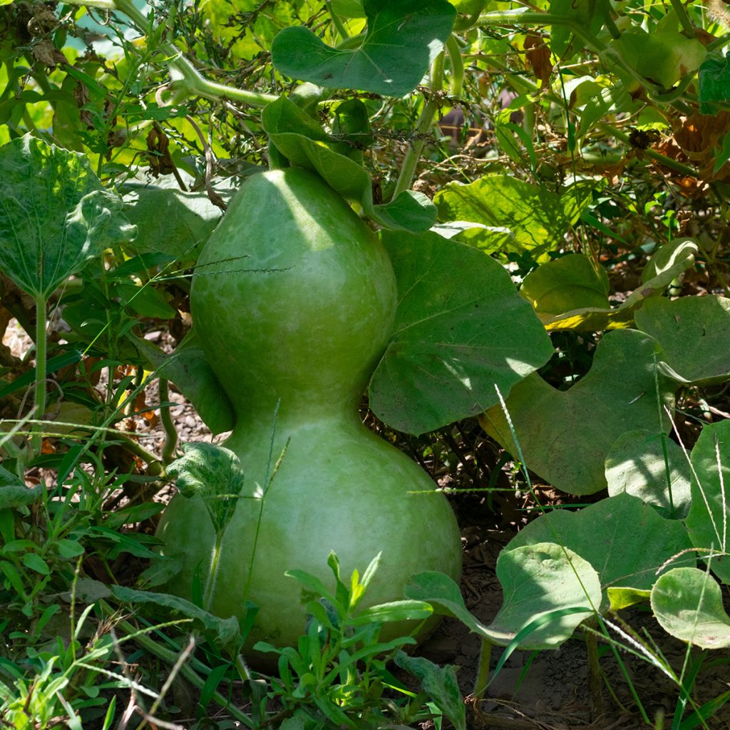 Lagenaria siceraria Pélerine