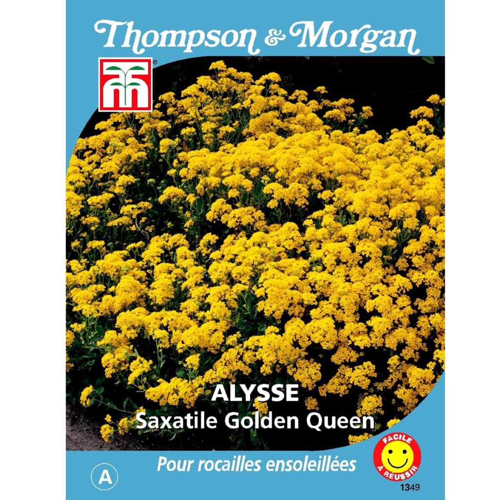 Graines d'Alysse saxatile Golden Queen - Corbeille d'Or