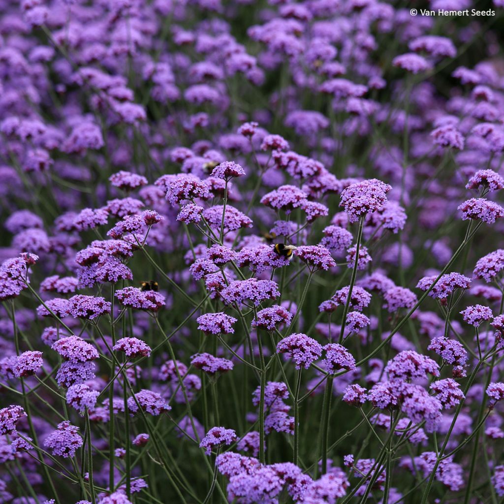 Verbena bonariensis Vanity - seeds